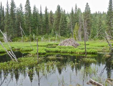 blog__inline--benefits-from-beavers-1 blog__inline--benefits-from-beavers-1