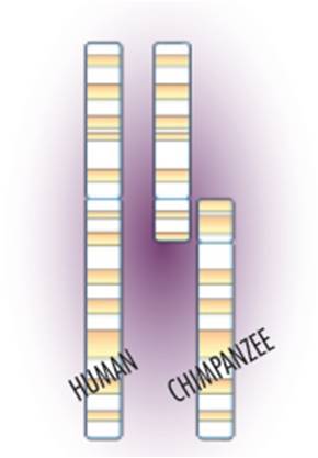 blog__inline--chromosome-2-the-best-evidence-for-evolution blog__inline--chromosome-2-the-best-evidence-for-evolution