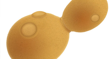 Yeast Gene Editing Study Raises Questions about the Evolutionary Origin of Human Chromosome 2