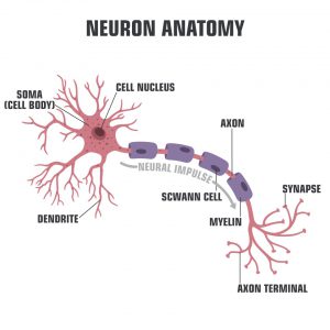 blog__inline--a-christian-perspective-on-living-electrodes