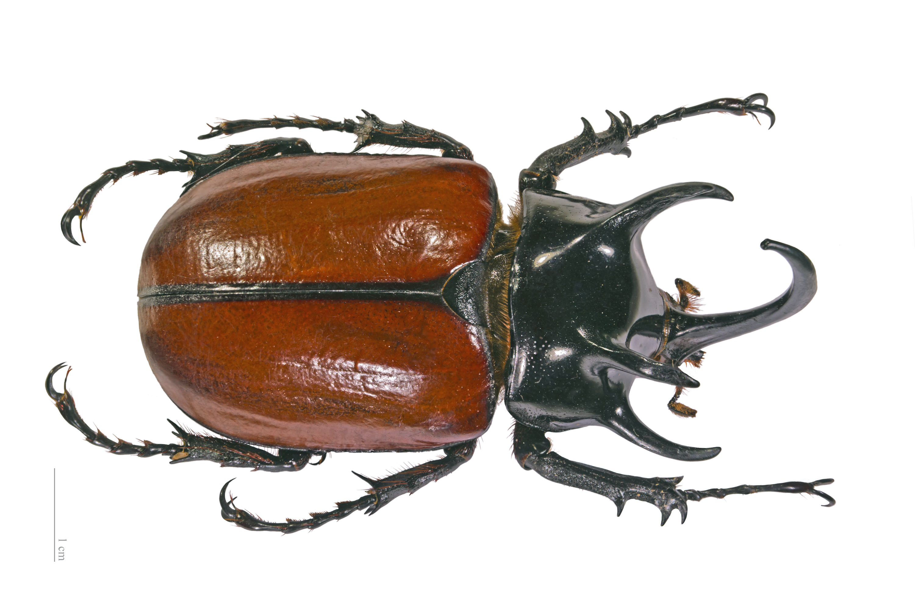 blog__inline--beetle-wing-design-1 blog__inline--beetle-wing-design-1