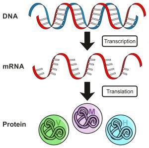 blog__inline--biochemical-synonyms-restate-1