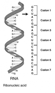 blog__inline--biochemical-synonyms-restate-2 blog__inline--biochemical-synonyms-restate-2