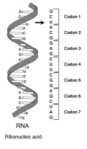 blog__inline--biochemical-synonyms-restate-2