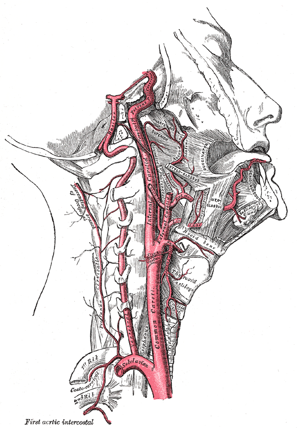 blog__inline--blood-flow-to-brain-contributes-to-human-exceptionalism-1 blog__inline--blood-flow-to-brain-contributes-to-human-exceptionalism-1