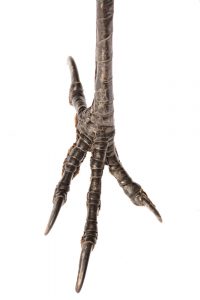 blog__inline--can-dinosaurs-be-resurrected-from-extinction-2 blog__inline--can-dinosaurs-be-resurrected-from-extinction-2