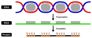 blog__inline--competitive-endogenous-rna blog__inline--competitive-endogenous-rna