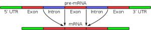 blog__inline--discovery-of-intron-function-1 blog__inline--discovery-of-intron-function-1