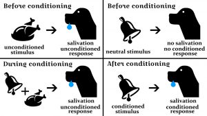 blog__inline--does-animal-planning-undermine-the-image-of-god blog__inline--does-animal-planning-undermine-the-image-of-god