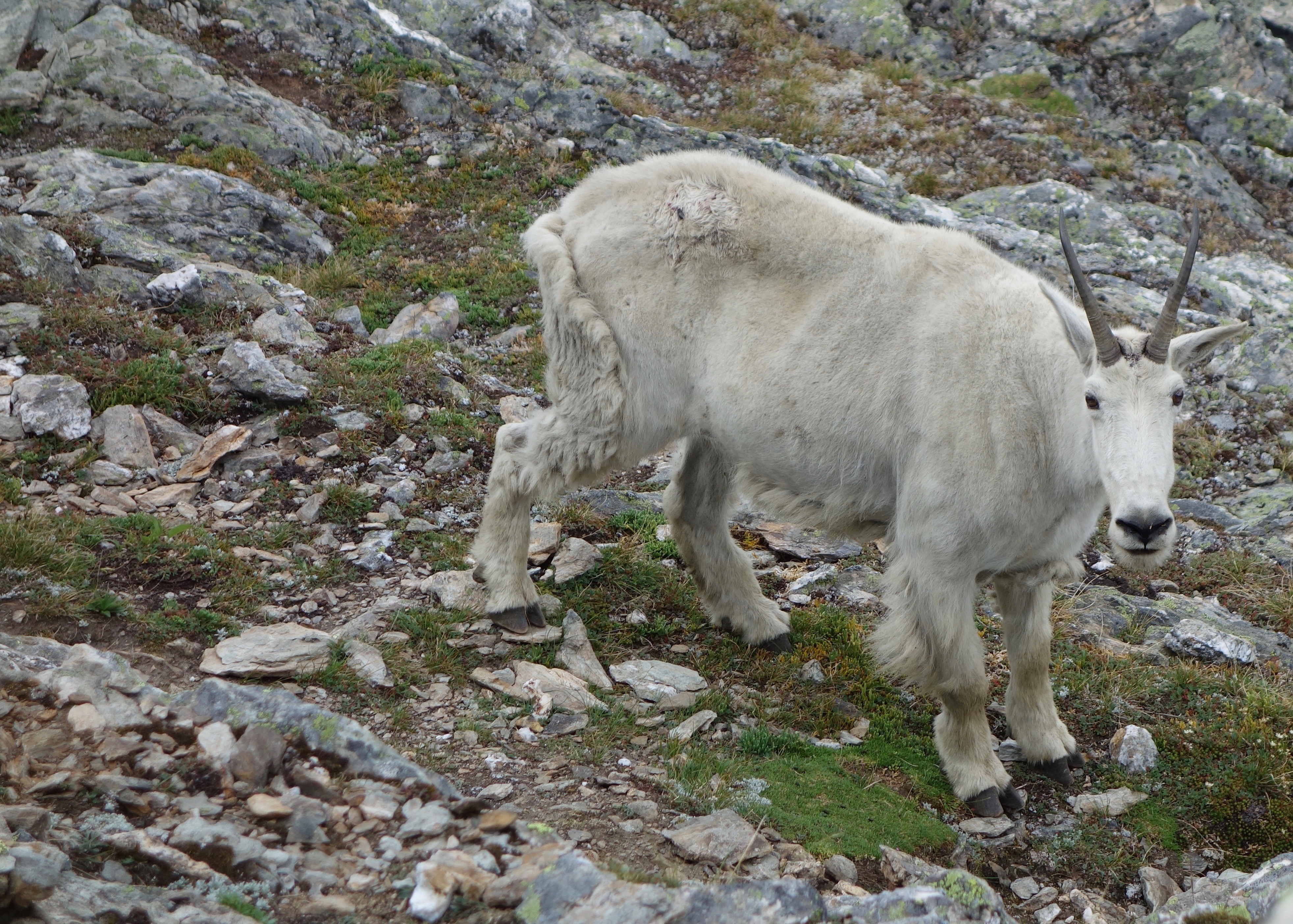 blog__inline--domestication-human-exceptionalism-1 blog__inline--domestication-human-exceptionalism-1