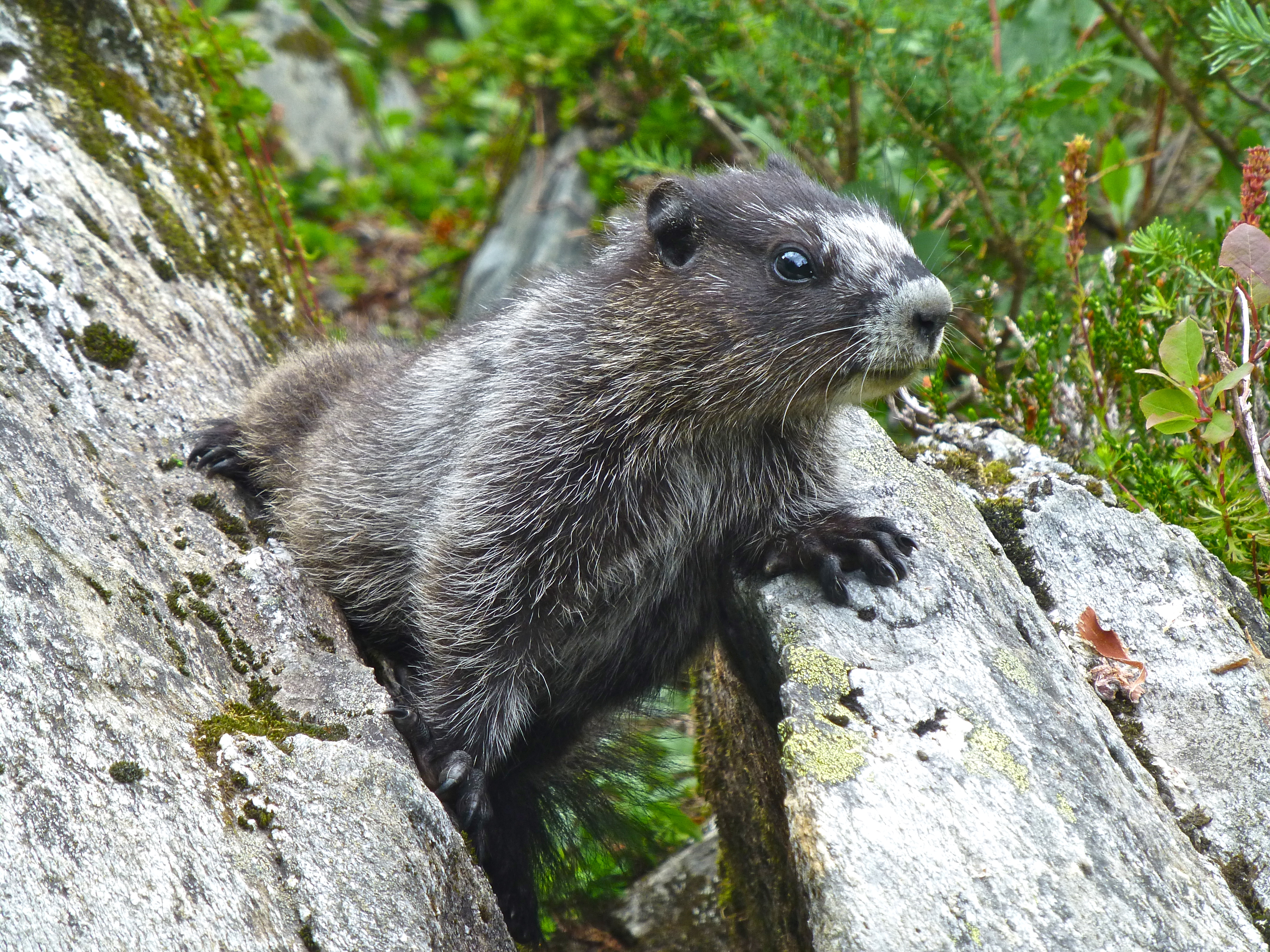 blog__inline--domestication-human-exceptionalism-2 blog__inline--domestication-human-exceptionalism-2