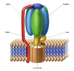 blog__inline--electron-transport-chain-protein-complexes-1