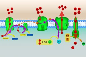 blog__inline--electron-transport-chain-protein-complexes-2