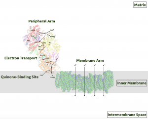 blog__inline--electron-transport-chain-protein-complexes-3 blog__inline--electron-transport-chain-protein-complexes-3