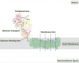 blog__inline--electron-transport-chain-protein-complexes-3