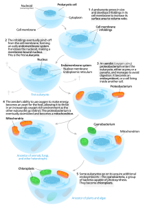 blog__inline--endosymbiont-hypothesis-and-the-ironic-case-for-a-creator-1 blog__inline--endosymbiont-hypothesis-and-the-ironic-case-for-a-creator-1