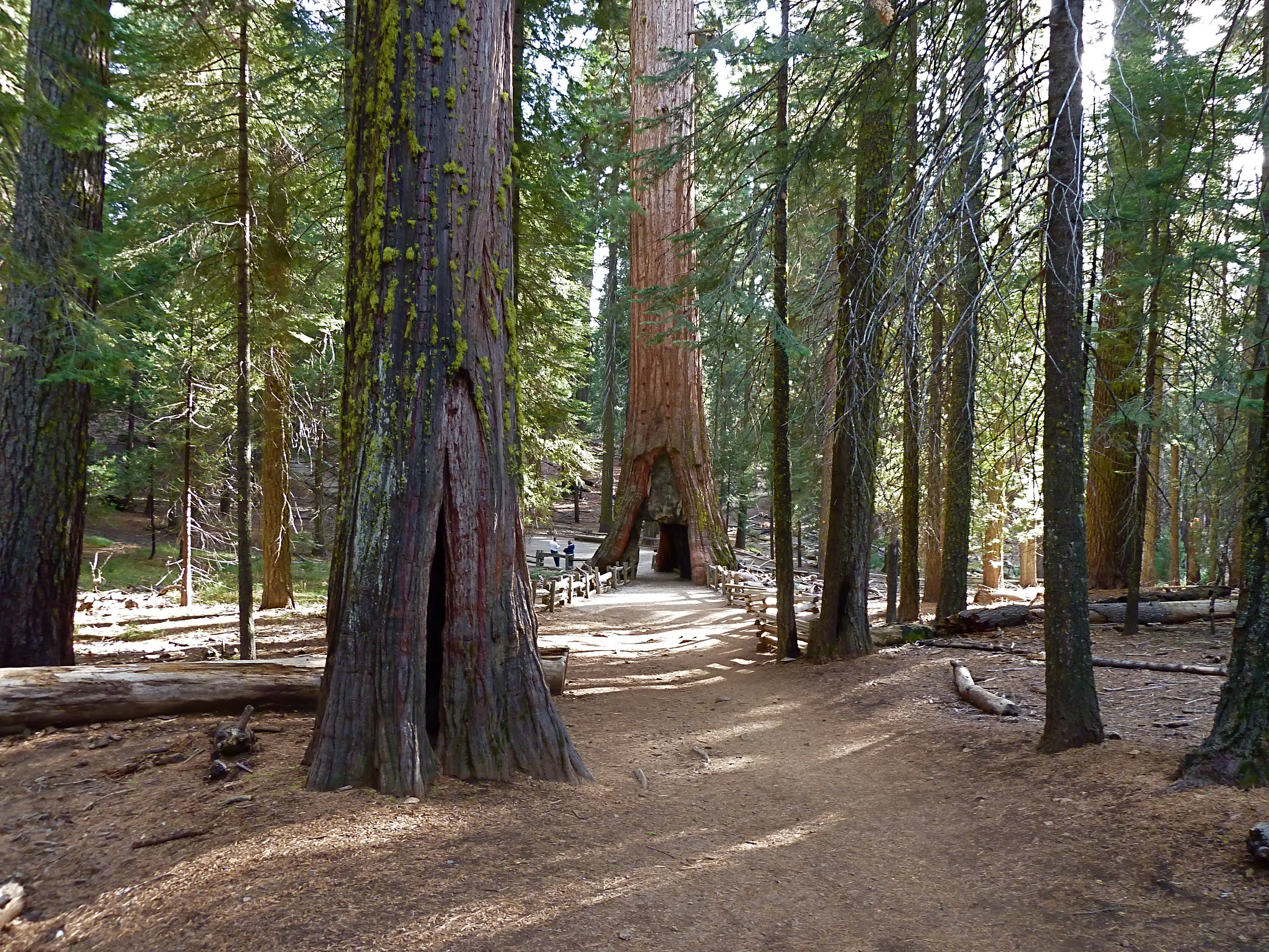 blog__inline--enhancing-forest-health-and-foresters-wealth blog__inline--enhancing-forest-health-and-foresters-wealth