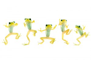 blog__inline--frog-choruses-sing-out-a-song-of-creation-1 blog__inline--frog-choruses-sing-out-a-song-of-creation-1