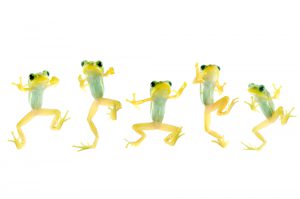 blog__inline--frog-choruses-sing-out-a-song-of-creation-1