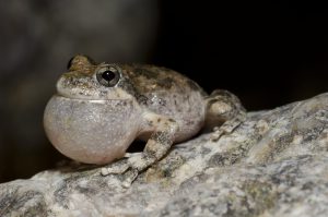 blog__inline--frog-choruses-sing-out-a-song-of-creation-2 blog__inline--frog-choruses-sing-out-a-song-of-creation-2