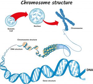 blog__inline--genome-code-builds-the-case-for-creation-2