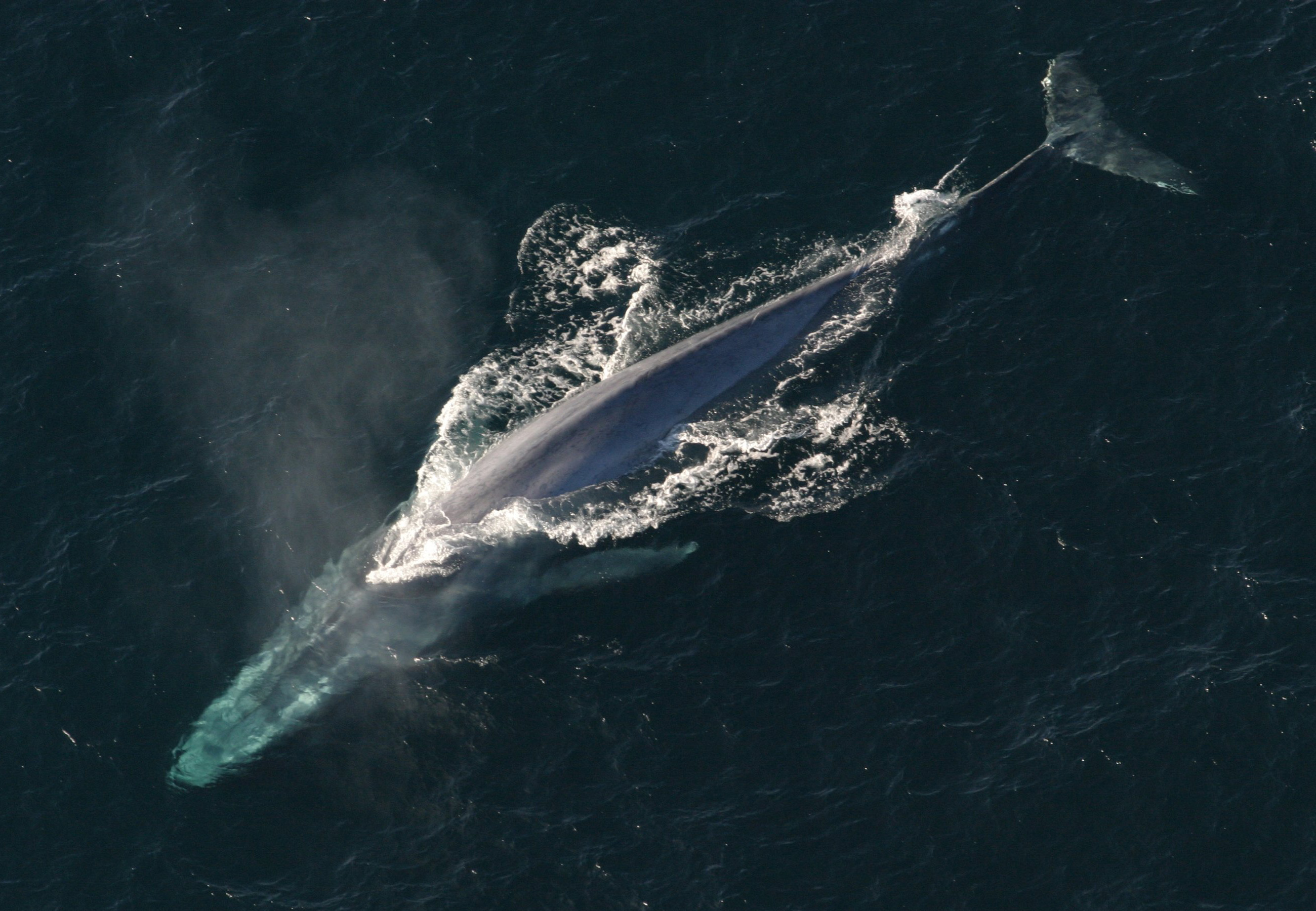 blog__inline--how-whales-increase-fish-stocks-2 blog__inline--how-whales-increase-fish-stocks-2