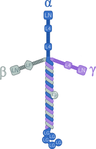 blog__inline--is-the-laminin-cross-evidence-for-a-creator blog__inline--is-the-laminin-cross-evidence-for-a-creator