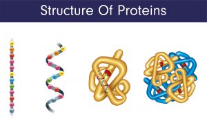 blog__inline--is-the-optimal-set-of-protein-amino-acids-1