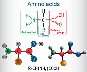 blog__inline--is-the-optimal-set-of-protein-amino-acids-2