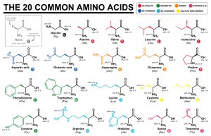 blog__inline--is-the-optimal-set-of-protein-amino-acids-3