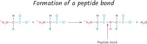 blog__inline--is-the-optimal-set-of-protein-amino-acids-4