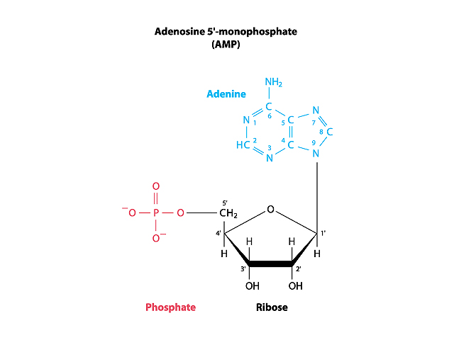 blog__inline--logic-of-dna-replication-makes-case-for-intelligent-design-1 blog__inline--logic-of-dna-replication-makes-case-for-intelligent-design-1