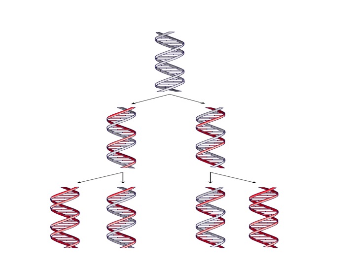blog__inline--logic-of-dna-replication-makes-case-for-intelligent-design-3 blog__inline--logic-of-dna-replication-makes-case-for-intelligent-design-3