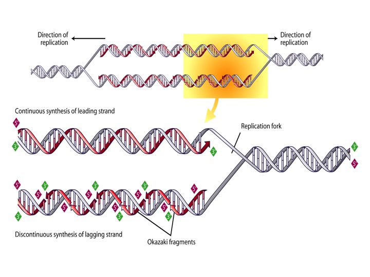 blog__inline--logic-of-dna-replication-makes-case-for-intelligent-design-4 blog__inline--logic-of-dna-replication-makes-case-for-intelligent-design-4