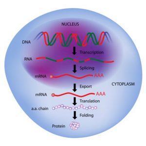 blog__inline--long-noncoding-rnas-1 blog__inline--long-noncoding-rnas-1