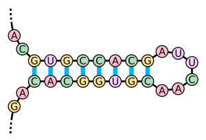 blog__inline--long-noncoding-rnas-2 blog__inline--long-noncoding-rnas-2