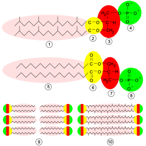 blog__inline--membrane-biochemistry-challenges blog__inline--membrane-biochemistry-challenges