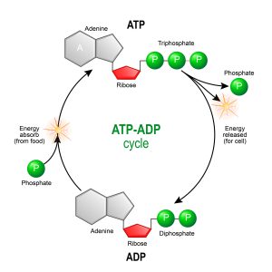 blog__inline--molecular-logic-of-the-electron-transport-chain-1 blog__inline--molecular-logic-of-the-electron-transport-chain-1