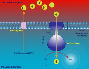blog__inline--molecular-logic-of-the-electron-transport-chain-2 blog__inline--molecular-logic-of-the-electron-transport-chain-2