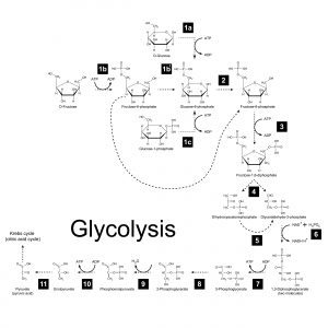 blog__inline--molecular-logic-of-the-electron-transport-chain-3 blog__inline--molecular-logic-of-the-electron-transport-chain-3