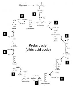 blog__inline--molecular-logic-of-the-electron-transport-chain-4 blog__inline--molecular-logic-of-the-electron-transport-chain-4