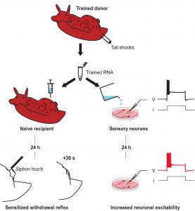 blog__inline--neuroscientists-transfer-memories-from-one-snail-to-another blog__inline--neuroscientists-transfer-memories-from-one-snail-to-another