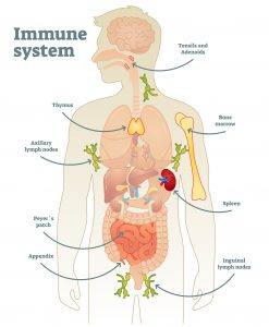 blog__inline--new-insights-into-endothermy blog__inline--new-insights-into-endothermy