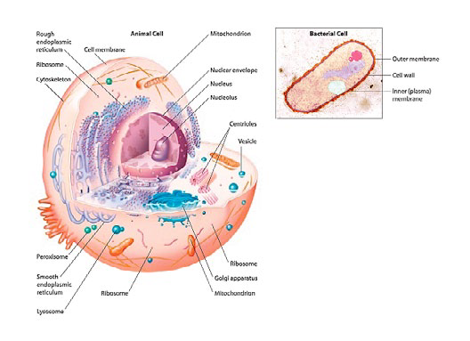 blog__inline--origin-of-complex-cells-a-big-event-for-evolution-or-creation blog__inline--origin-of-complex-cells-a-big-event-for-evolution-or-creation