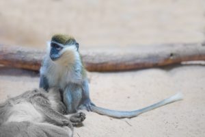 blog__inline--primate-thanatology-1 blog__inline--primate-thanatology-1