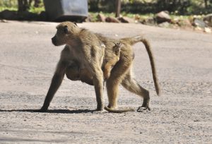 blog__inline--primate-thanatology-2 blog__inline--primate-thanatology-2