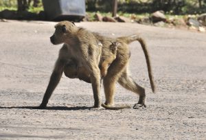 blog__inline--primate-thanatology-2