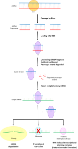 blog__inline--pseudogene-discovery-pains-2 blog__inline--pseudogene-discovery-pains-2