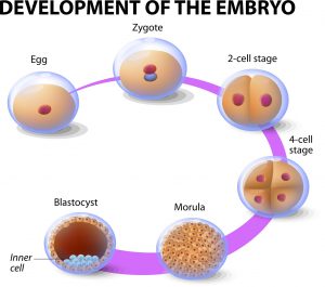 blog__inline--scientific-accuracy-of-psalm-139-1 Development of the embryo