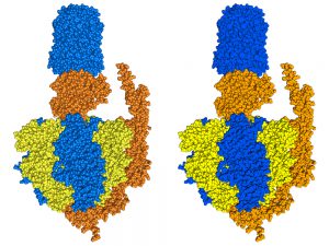 blog__inline--self-assembly-of-protein-machines blog__inline--self-assembly-of-protein-machines